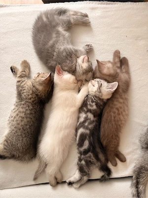 Liebevolle BKH Kitten   4 Kater & 1 Weibchen frei - verschiedene Farben