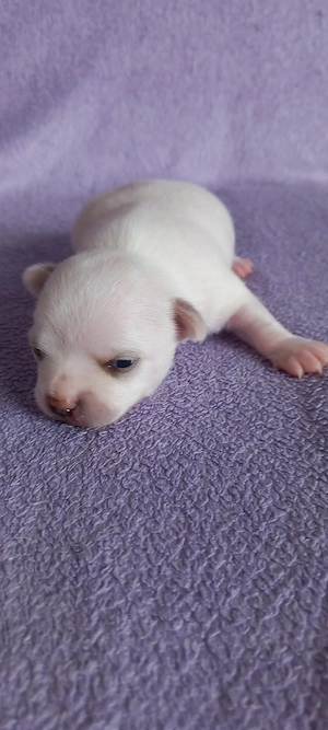 Chihuahuawelpen auf Familiensuche