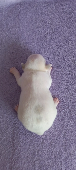 Chihuahuawelpen auf Familiensuche