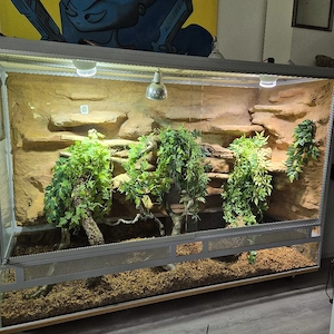 Hochwertiges Terrarium XXL mit Felswand & Beleuchtung