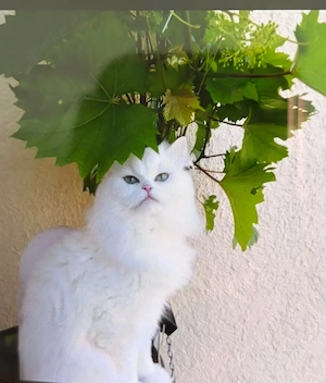 2 Kater zu verschenken. 