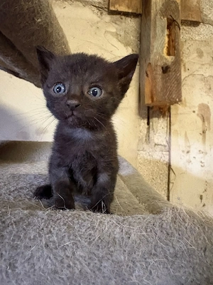 Zuckersüßes schwarzes Katerchen   zahm & kinderlieb
