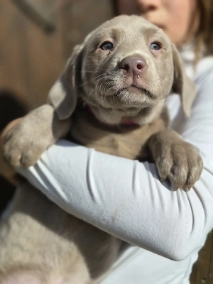 Labrador Welpen in silber