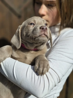 Labrador Welpen in silber