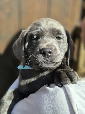 Labrador Welpen in silber