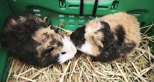Kleine Teddy Meerschweinchen