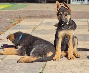 Reinrassige dt. Schäferhundwelpen