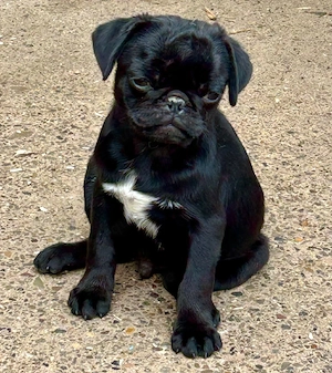 süße Retro Mops Welpen 