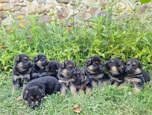 Reinrassige dt. Schäferhundwelpen