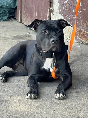American XL Bully Hündin  Viper  sucht neues Zuhause