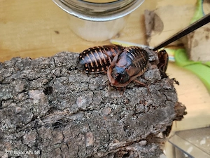 arg. Wald Schaben