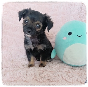 Chihuahua Mädchen in wunderschönem Fellkleid aus seriöser Zucht mit großem Startpaket