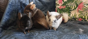 Chinchilla Weibchen 