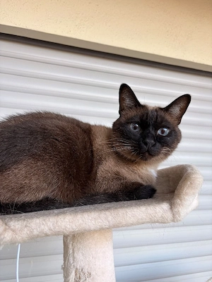 Siam Kater sucht neues Zuhause 