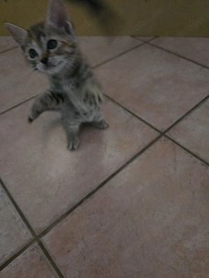 EKH Kitten 
