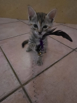 2 Kitten suchen noch ein Zuhause
