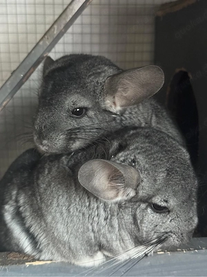 Chinchilla Brüder mit zubehör