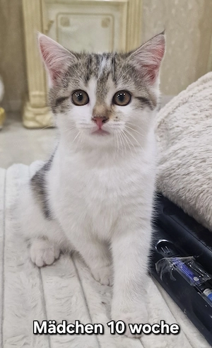 Katzen baby Kitten ragdoll mix