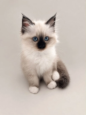 Reinrassige Heilige Brima Kitten mit Stammbaum 