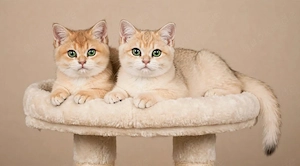 BKH goldene kittens