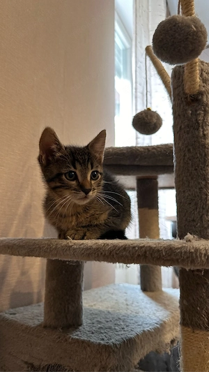 katzenbaby, kitten, kätchen 