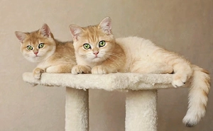 BKH goldene kittens