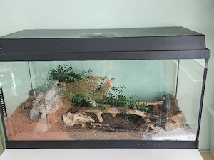 Laos Skorpion mit großem Gehege