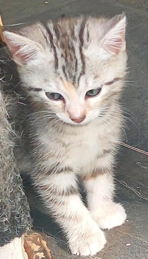 Main Coone Mix Kitten 2 Monate alt