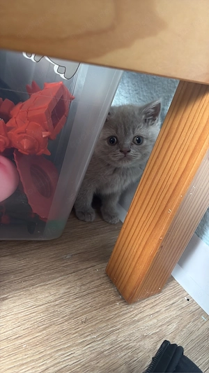 kitten BKH 