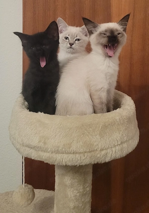 3 Kätzchen suchen ihr Für Immer Zuhause 