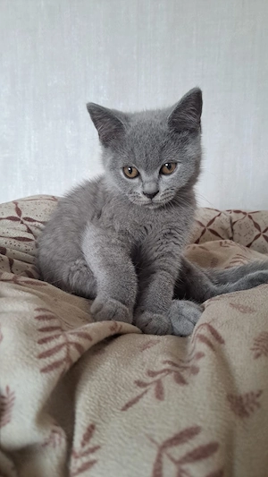 Bkh britisch kurzhaar blau kitten