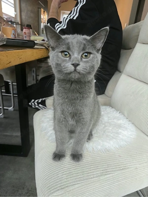 Bkh kitten