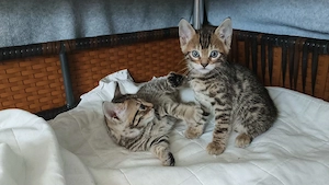 Bengal-Kätzchen 