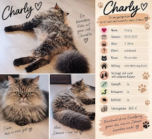 Charly sucht neues Zuhause 