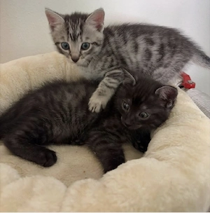 BKH kitten und BLK