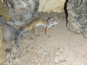 3 wunderschöne leopardengeckos Mädchen Männchen abzugeben ;)