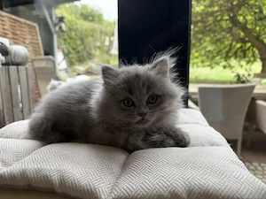 Bildschöne BLH Kitten in liebevolle Hände abzugeben