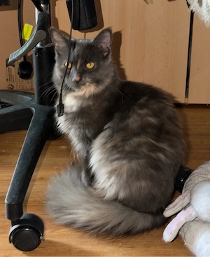 nur noch diese süße Maine Coon Torti Mädchen