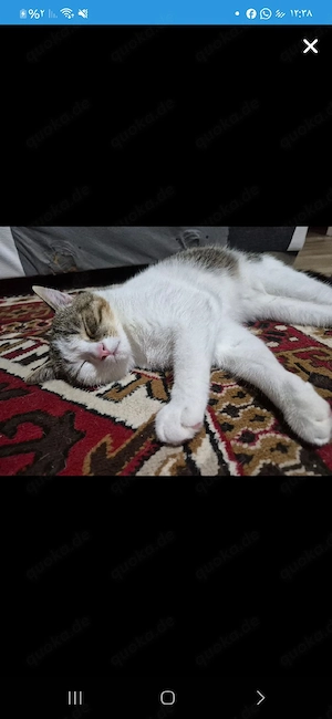 hauskatzen 