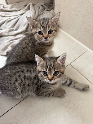 BKH Kitten