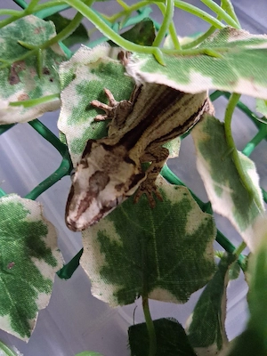 0.0.1 Höckerkopfgecko (Rhacodactylus auriculatus)