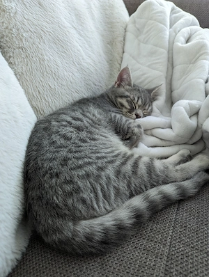 Liebevoller Kater Neo sucht neues Zuhause