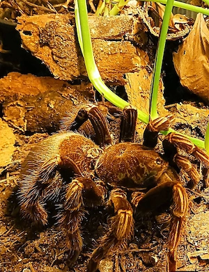 Vogelspinne 5 Jahre  0.1