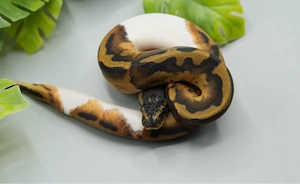 0.1 Piebald ENZ 2026 Königspython
