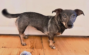 Zuhause gesucht für Koby