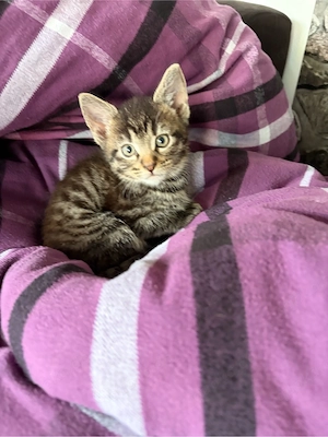 Katzenbabys