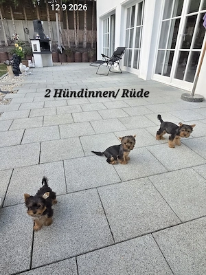 Yorkshire Terrier Welpen   Chip