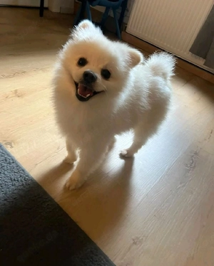 Pomeranian Welpe