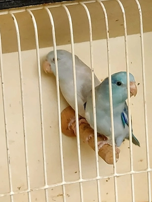 Sperlingspapageien