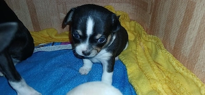 Wunderschöne Chihuahua welpen 